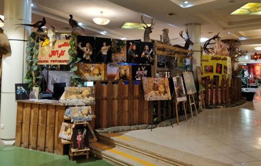 عکس عکاسی با حیات وحش کاراکل