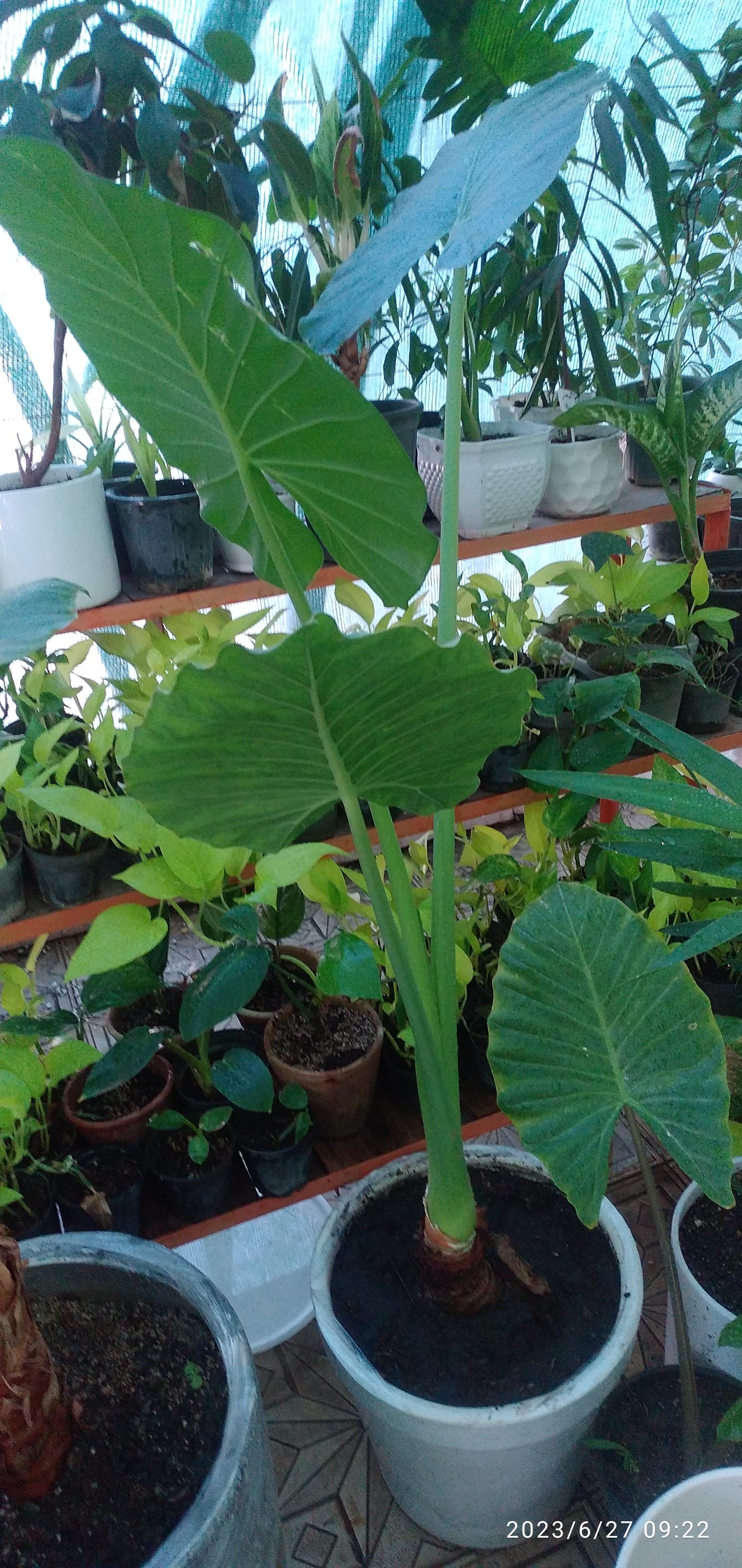 عکس گل و نهال ترزفان