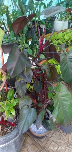 عکس گل و نهال ترزفان