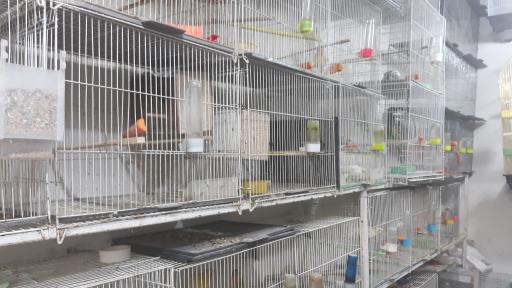 عکس فروشگاه پرندگان قناری امین