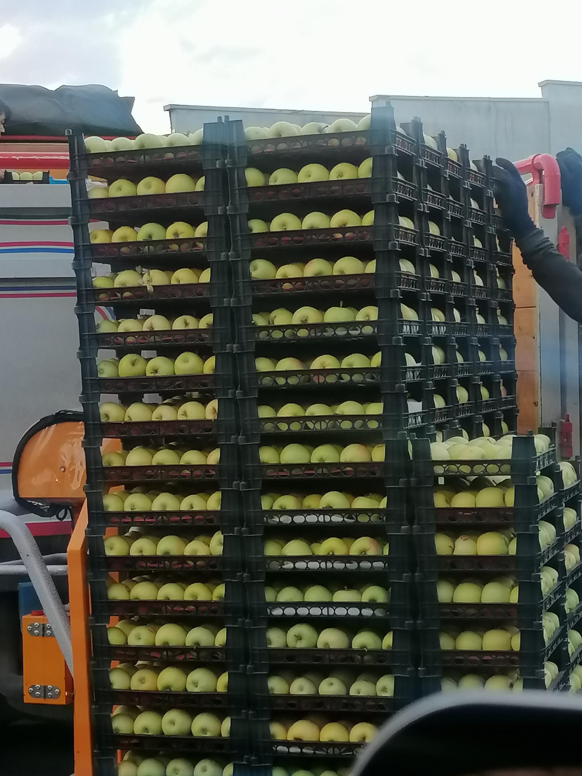 عکس بازار میوه و تره بار ریحان