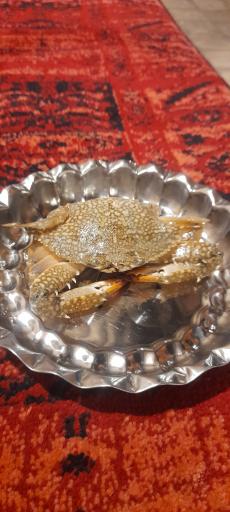 عکس فست فود نمونه