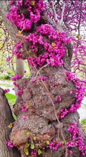 عکس پارک جنگلی آبیدر