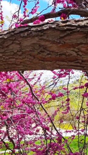 عکس پارک جنگلی آبیدر