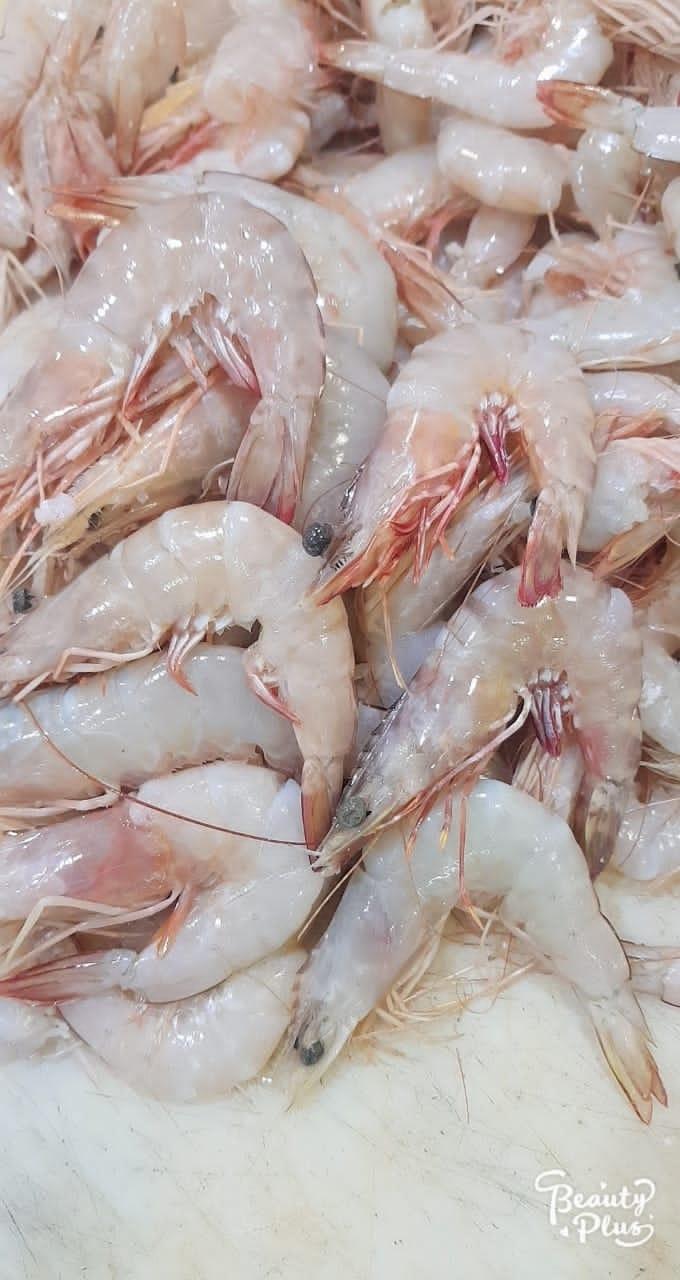 عکس پروتئین نجار