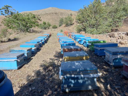 عکس عسل طبیعی کوهستان