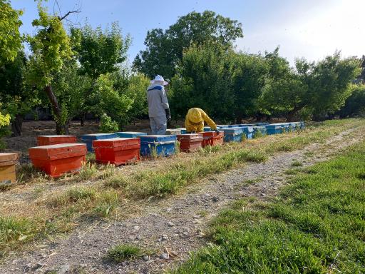 عکس عسل طبیعی کوهستان