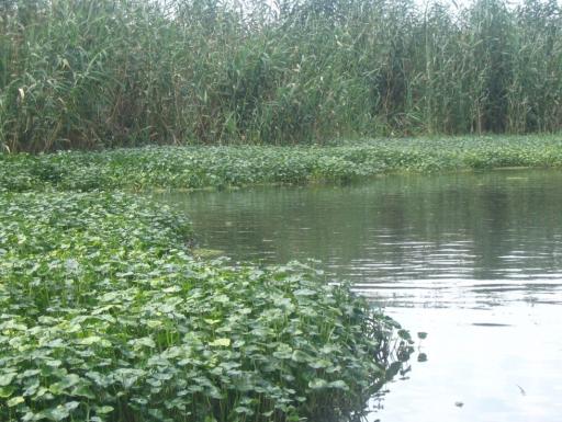 عکس اسکله قایق سواری طوفان طلایی