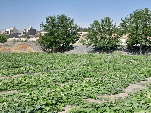 عکس مزرعه عباسیان