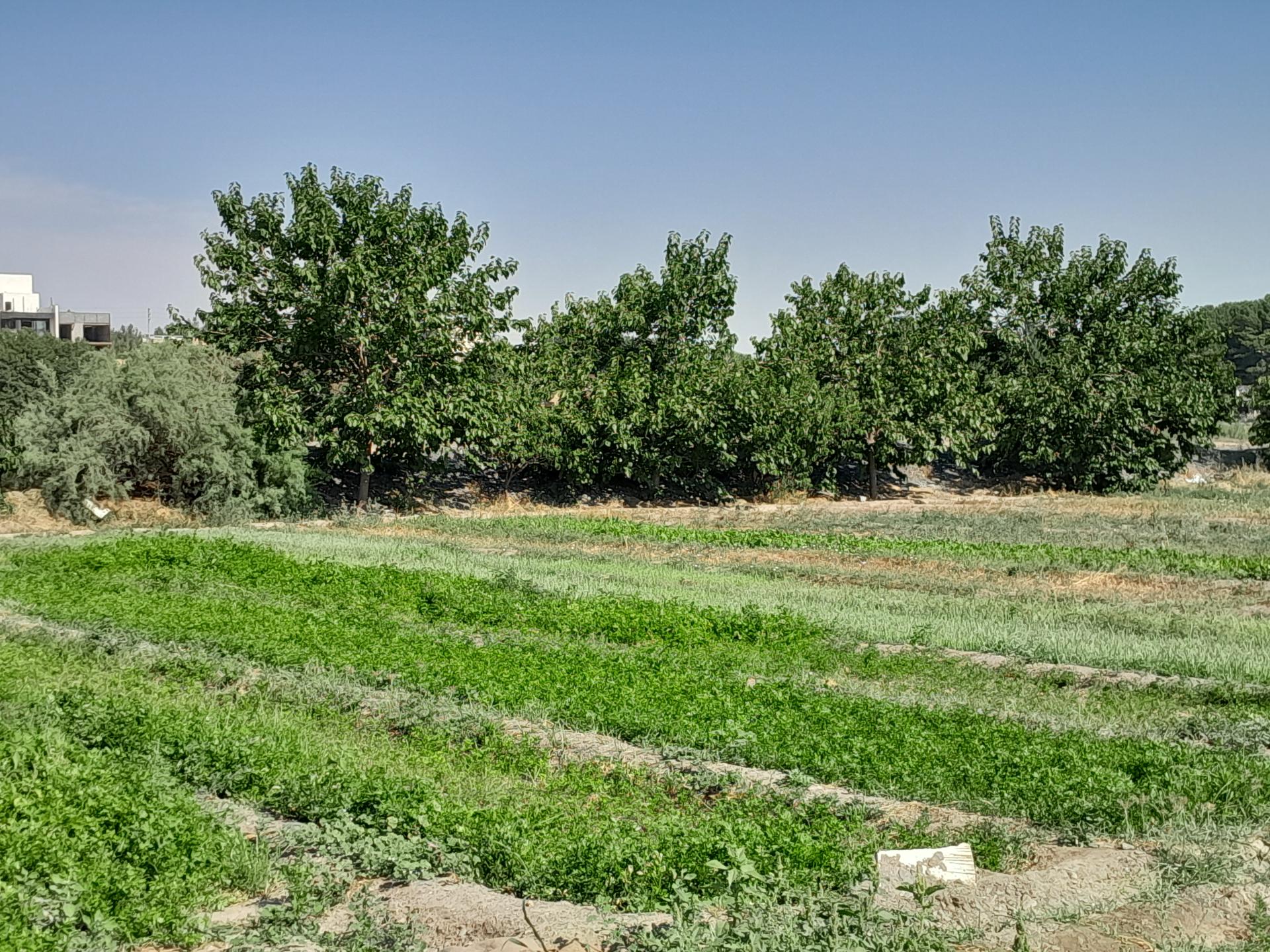 عکس مزرعه عباسیان