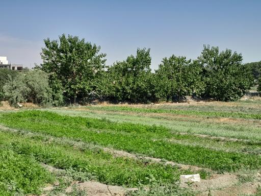 عکس مزرعه عباسیان