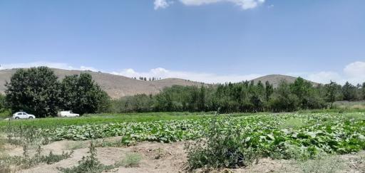 عکس مزرعه عباسیان