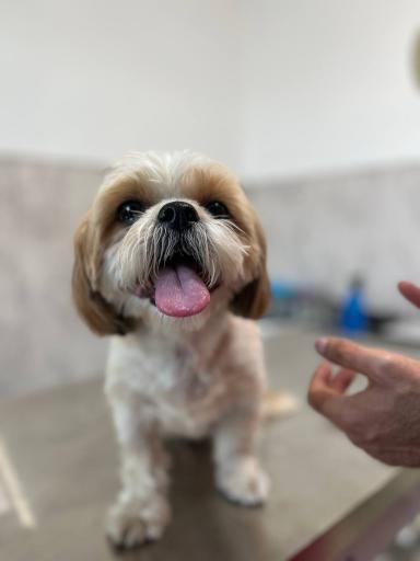 عکس کلینیک دامپزشکی آریکا 