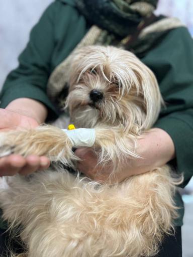 عکس کلینیک دامپزشکی آریکا 