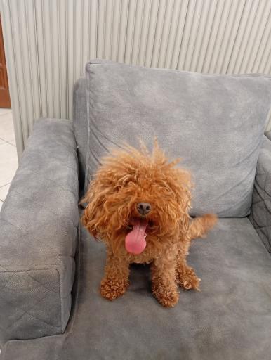 عکس کلینیک دامپزشکی آریکا 