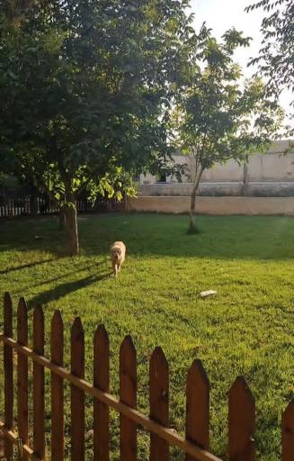 عکس باشگاه پرورش سگ کیا