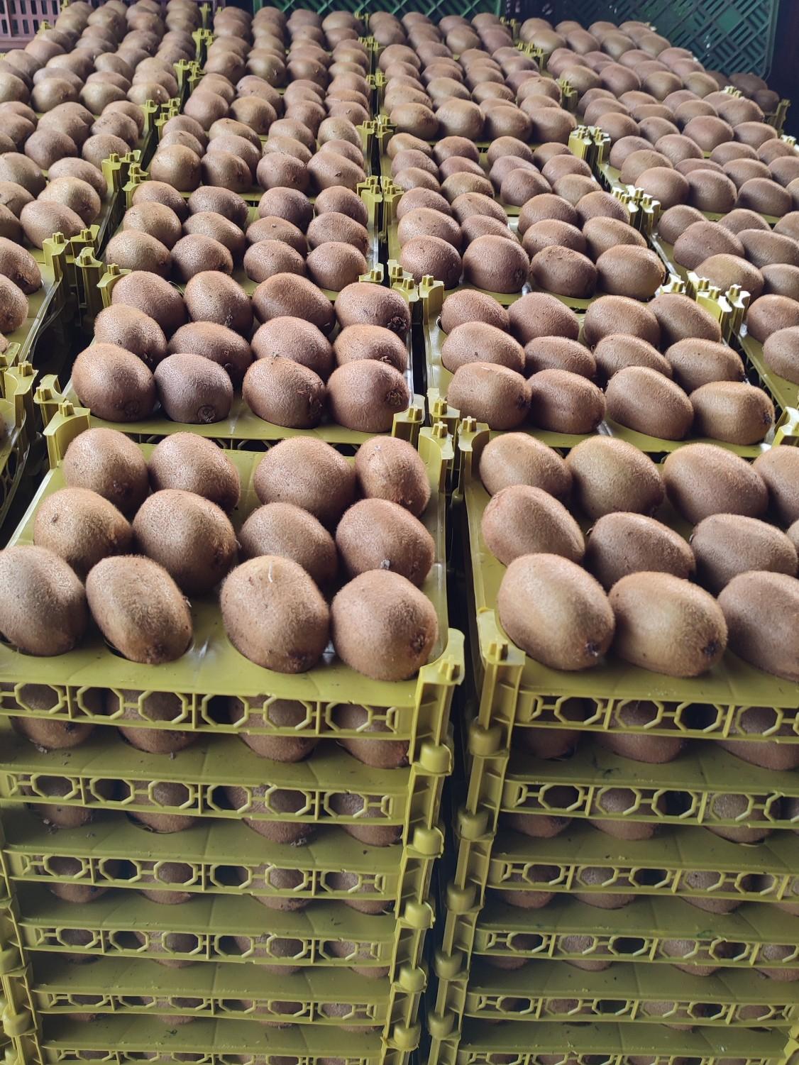 عکس بازرگانی و سردخانه قاسم امینی 