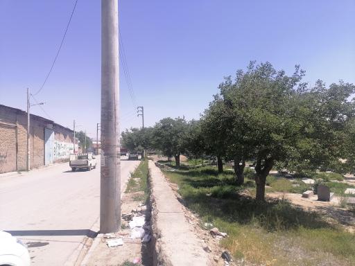 عکس شایه