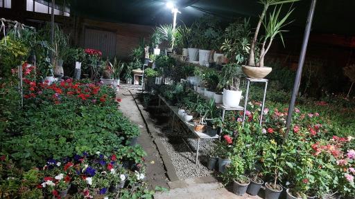 عکس Mr.flower آقای گل