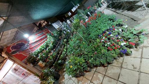 عکس Mr.flower آقای گل