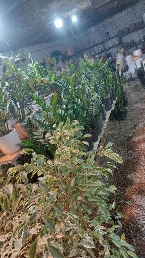 عکس Mr.flower آقای گل