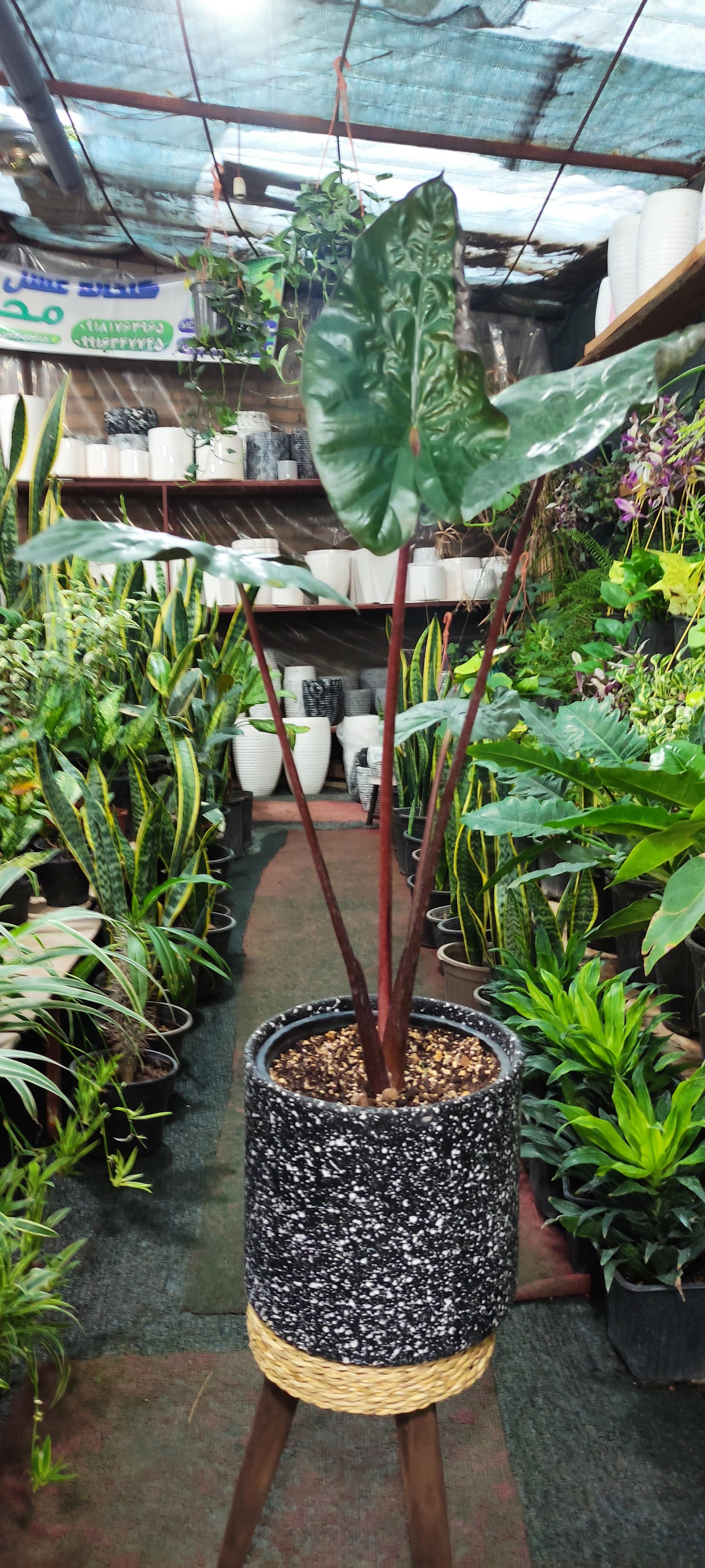 عکس گلخانه هلند کوچک