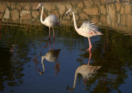 عکس باغ پرندگان گنجنامه