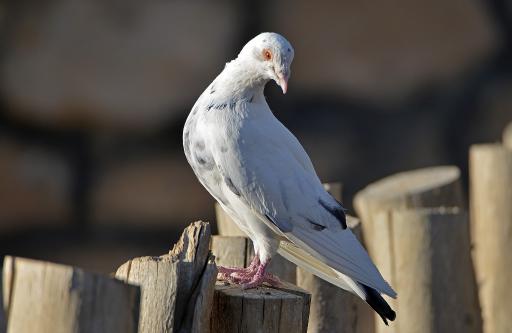 عکس باغ پرندگان گنجنامه