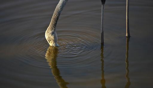 عکس باغ پرندگان گنجنامه