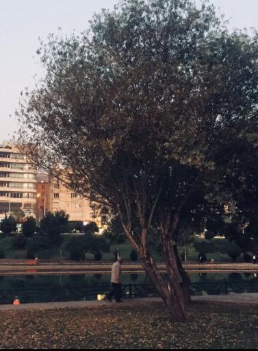 عکس دریاچه ماهی زیبا کنار