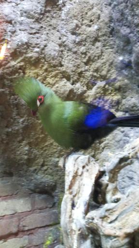 عکس باغ پرندگان گنجنامه