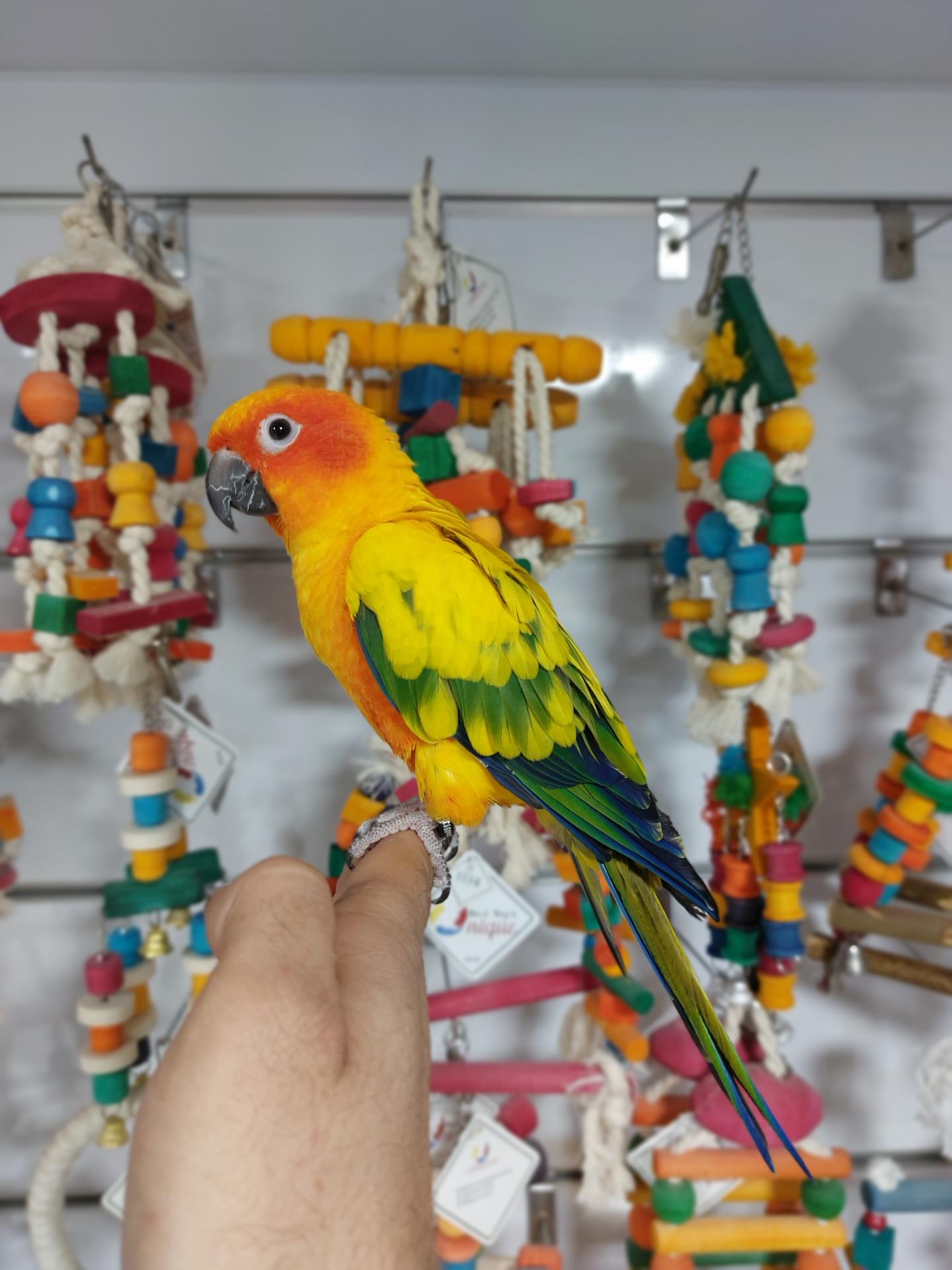 عکس پرنده سرای زینتی آمازون