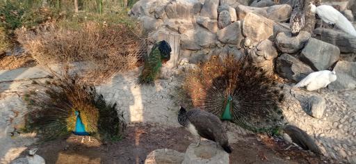 عکس فولادشهر