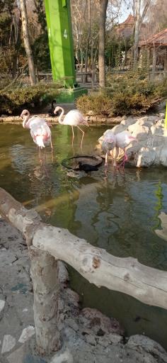 عکس فولادشهر