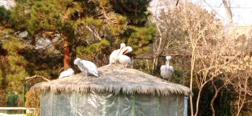 عکس فولادشهر