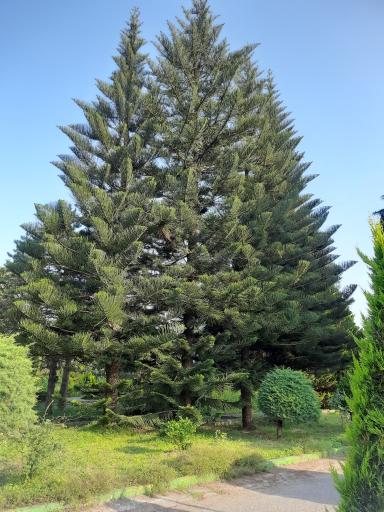عکس باغ گیاهشناسی (اکولوژی) نوشهر