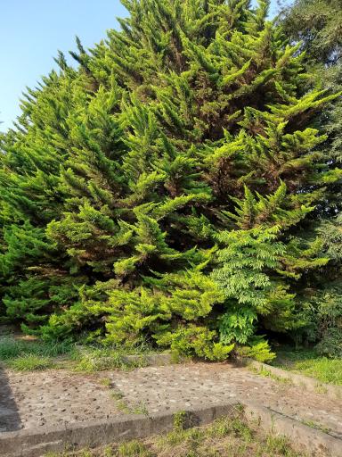 عکس باغ گیاهشناسی (اکولوژی) نوشهر