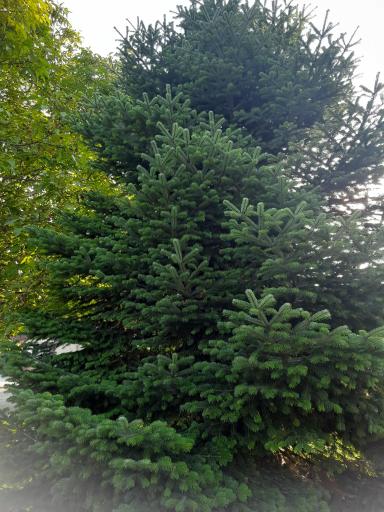 عکس باغ گیاهشناسی (اکولوژی) نوشهر