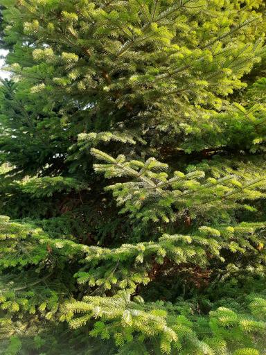 عکس باغ گیاهشناسی (اکولوژی) نوشهر
