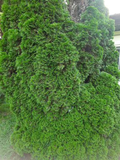 عکس باغ گیاهشناسی (اکولوژی) نوشهر
