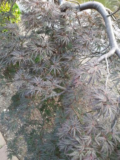عکس باغ گیاهشناسی (اکولوژی) نوشهر
