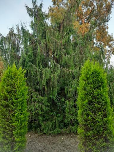 عکس باغ گیاهشناسی (اکولوژی) نوشهر