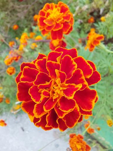 عکس باغ گیاهشناسی (اکولوژی) نوشهر