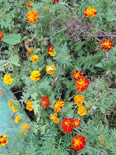 عکس باغ گیاهشناسی (اکولوژی) نوشهر