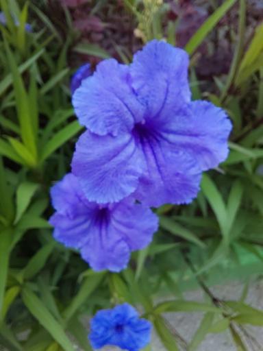 عکس باغ گیاهشناسی (اکولوژی) نوشهر