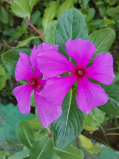 عکس باغ گیاهشناسی (اکولوژی) نوشهر