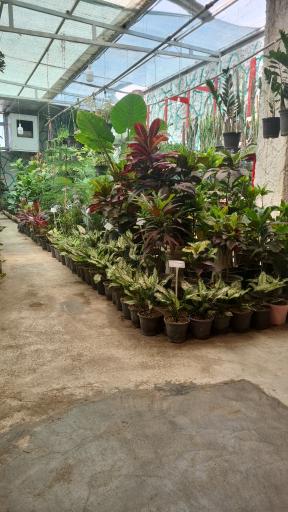 عکس گلخانه هزار غنچه