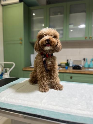 عکس کلینیک دامپزشکی آیری