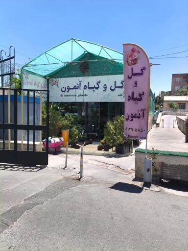 عکس گل و گیاه آنمون 