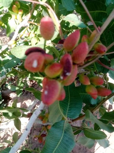 عکس کلینیک وخدمات گیاه پزشکی مهندس رستمی